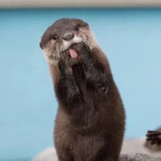 🦦 nutria, animal, lindo, mamífero, nutria marina telegram sticker