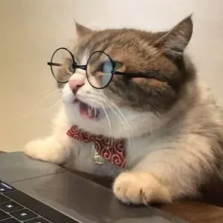 🤓 gato, gafas, pajarita, mascota, animal, portátil telegram sticker