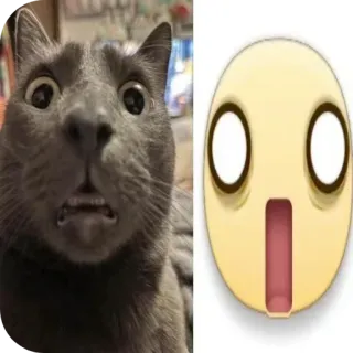 👍 猫, 表情包, 搞笑, 惊讶, 震惊, 表情符号, 反应 telegram sticker
