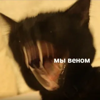 🙀 Venom Мы веном แมว, เวน่อม, วีอาร์เวน่อม, มาร์เวล, ตัวร้าย, สัตว์ประหลาด whatsapp sticker