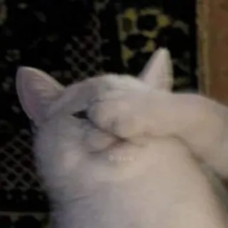 🤦‍♀ m.i.a Katze, verstecken, Tier, Haustier, Meme whatsapp sticker
