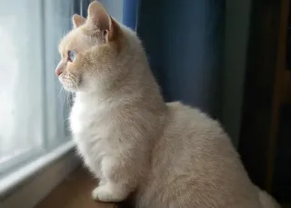 😶 cat, animal, window, pet, cute, domestic, feline telegram sticker