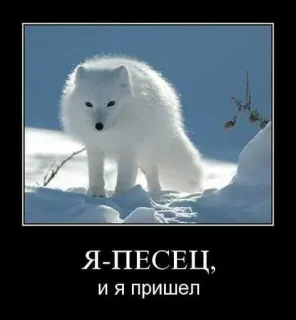 😍 Я-ПЕСЕЦ, и я пришел whatsapp sticker