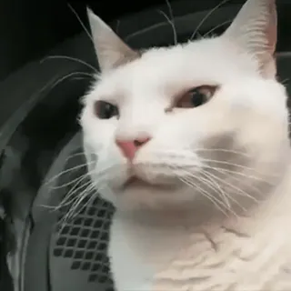 🗿 gatto, gatto bianco, animale, animale domestico, animale domestico telegram sticker