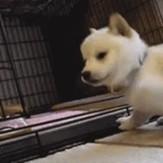 😘 puppy, dog, cage, pet, animal, cute, shiba inu telegram sticker