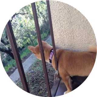 🔗 犬, 柴犬, ペット, 動物, フェンス, かわいい telegram sticker