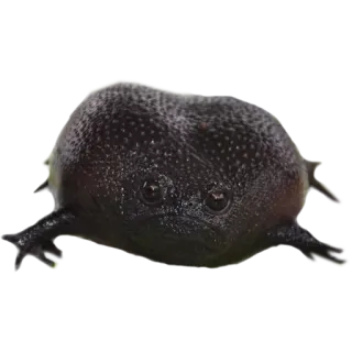 💩 frog, animal, cute, amphibian, funny telegram sticker