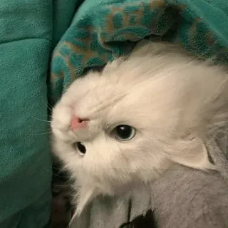 😶 cat, white cat, cute, pet, fluffy, kitten telegram sticker