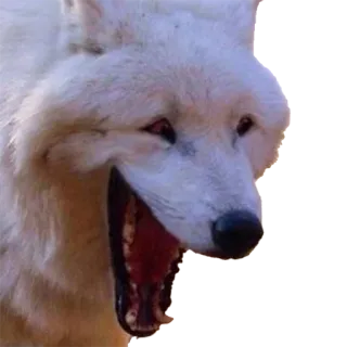 🤣 wolf, animal, mammal, wildlife, nature, dog, predator telegram sticker