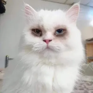 🐾 chat, blanc, animal de compagnie, mignon, duveteux telegram sticker