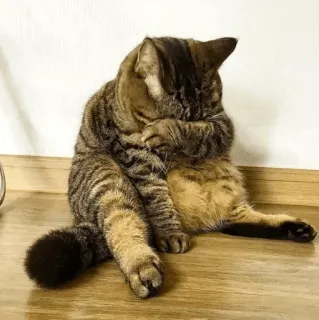 ⚡️ cat, tabby cat, grooming, animal, feline, domestic cat telegram sticker