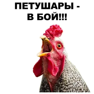 🤘 ПЕТУШАРЫ - В БОЙ!!! Hahn, Hahnenkampf, Tier, Huhn, aggressiv telegram sticker