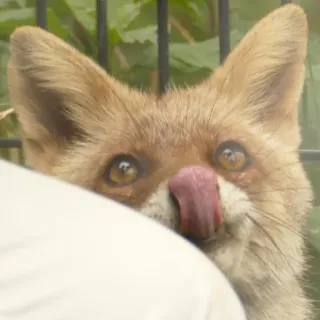 🦊 whatsapp sticker