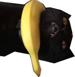 🍌 gato, plátano, gato negro, mascota, animal, gracioso telegram sticker