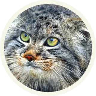 😛 кот, манул, животное, дикая кошка, млекопитающее, кошачий telegram sticker