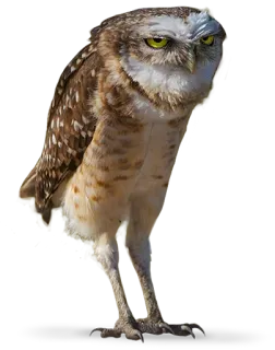 😑 owl, bird, animal, wildlife, nature telegram sticker