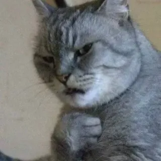 😯 猫, 灰猫, 生气, 宠物, 动物, 梗 telegram sticker