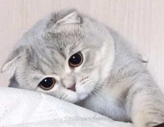 ☹️ gato, fofo, animal de estimação, animal, doméstico, felino whatsapp sticker