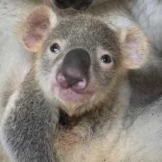 🐨 koala, animal, cute, wildlife, marsupial, Australia telegram sticker