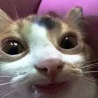 😳 猫, 动物, 宠物, 可爱 telegram sticker