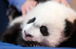 😔 panda, animal, cute, baby panda telegram sticker