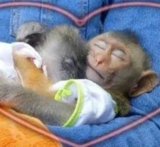 🤱 mono, durmiendo, animal, lindo, primate, corazón telegram sticker
