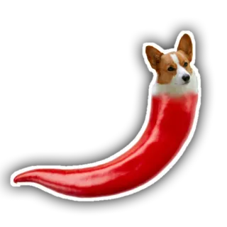 🌶 perro, chile, corgi, animal, comida, humor, divertido whatsapp sticker