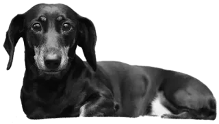 🥺 собака, такса, питомец, животное whatsapp sticker