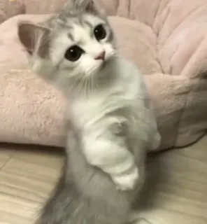 🙁 Katze, Kätzchen, süß, Tier, Haustier, Haustier telegram sticker