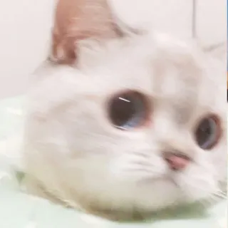 🙁 cat, animal, cute, pet, feline whatsapp sticker