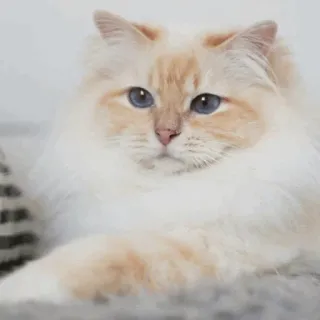 ⚡️ gato, mascota, animal, felino, gato doméstico, ragdoll telegram sticker