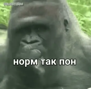 🐒 норм так пон 고릴라, 동물, 밈 whatsapp sticker