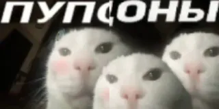 🌟 ПУПСОНЫ cat, meme, animals, funny, cute telegram sticker