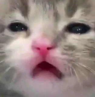 🎥 cat, kitten, sad, cute, animal, pet telegram sticker