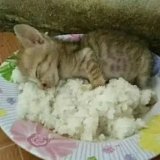 🍛 猫, 子猫, 米, 食べ物, 可愛い, 動物, ペット telegram sticker