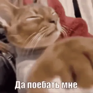 🥱 Да поебать мне 고양이, 러시아어, 텍스트, 밈 whatsapp sticker