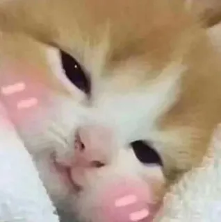 😚 kucing, kawaii, imut, binatang, hewan peliharaan, tersipu telegram sticker