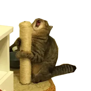 😡 kucing, lucu, hewan, hewan peliharaan, meme, berteriak telegram sticker
