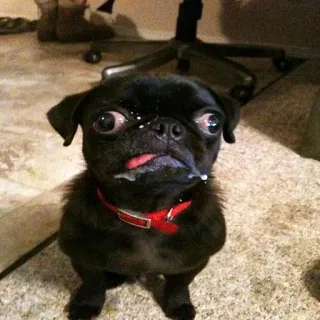 🐶 carlino, perro, lindo, carlino negro, animal, mascota, gracioso telegram sticker