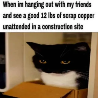 🤤 When im hanging out with my friends and see a good 12 lbs of scrap copper unattended in a construction site cat, meme, scrap copper, funny, friends, construction site whatsapp sticker