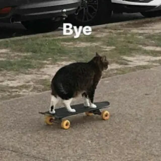 🧩 Bye gatto, skateboard, animale, divertente, meme, skateboard telegram sticker