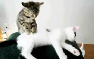 😃 cats, kittens, animals, cute, pets, cat, kitten, feline telegram sticker
