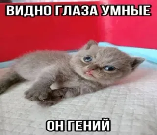 🌟 ВИДНО ГЛАЗА УМНЫЕ
ОН ГЕНИЙ cat, kitten, funny, meme, cute, animal, pet telegram sticker
