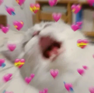 🐈 猫, ハート, 愛, 愛情, かわいい, 動物, ペット whatsapp sticker