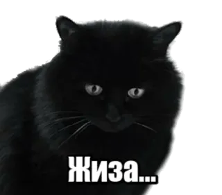 🙁 Жиза... cat, black cat, жиза, sticker, meme telegram sticker