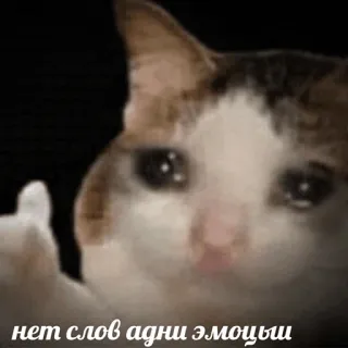 😢 нет слов одни эмоцыи cat, middle finger, offensive, crying, meme, emoji telegram sticker