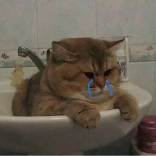 😭 Katze, weinen, traurig, Waschbecken, Badezimmer, Haustier telegram sticker