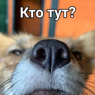 🕵️ Кто тут? cachorro, animal, close-up, pergunta, nariz telegram sticker