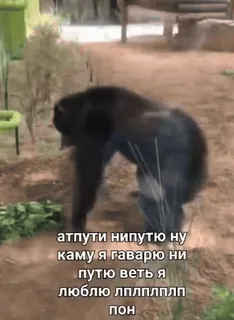 😱 атпути нипутю ну каму я гаварю ни путю веть я люблю лплплплплп пон 동물, 고릴라, 동물원, 러시아어, 텍스트 telegram sticker