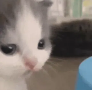 🐨 котёнок, кошка, питомец, животное, милый, очаровательный whatsapp sticker